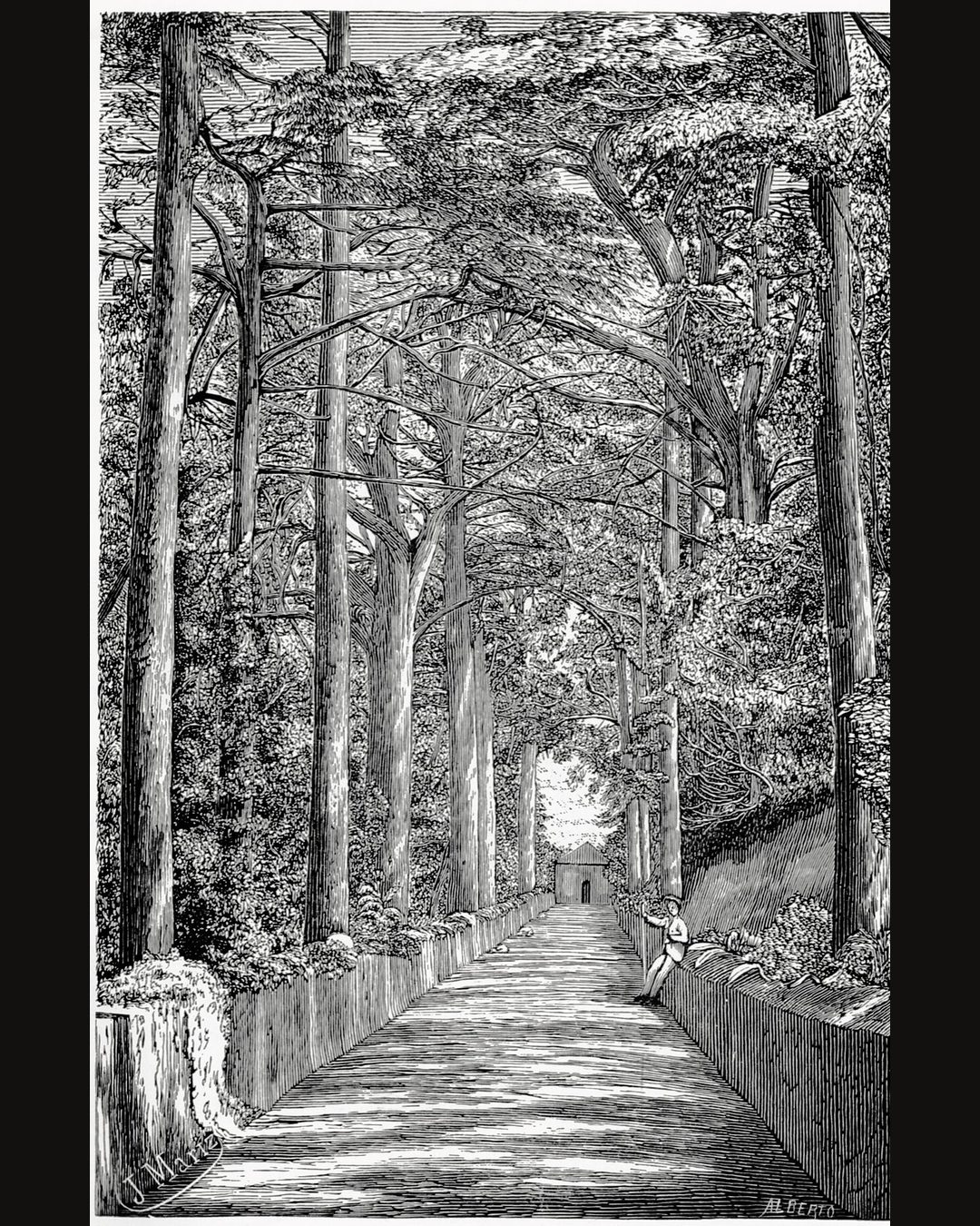 A avenida do mosteiro, dentro da cerca murada do Buçaco, em gravura publicada no «Guia Histórico do Viajante no Bussaco» em 1908. Domínio público.