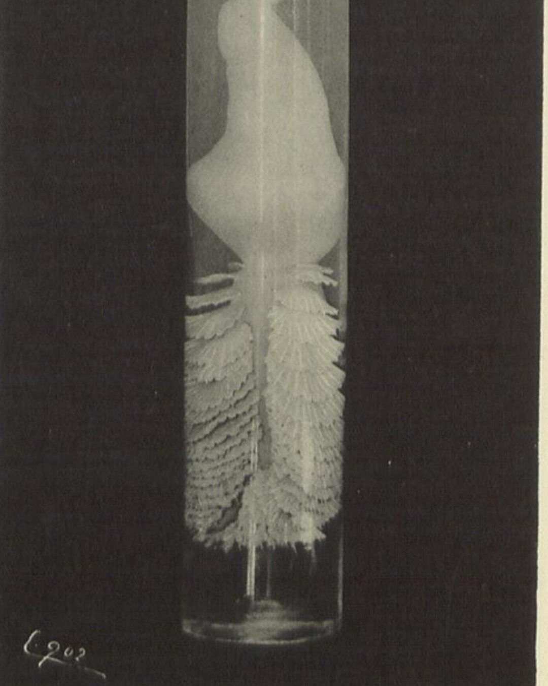 Fotografia de um exemplar conservado em frasco, prancha V do Bulletin des campagnes scientifiques accomplies sur le yacht «Amelia» (1902). (Biblioteca Nacional de Portugal, domínio público)