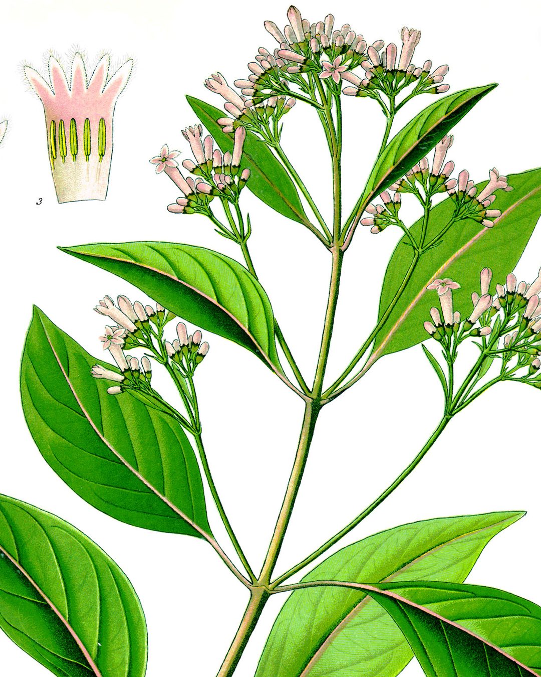 Cinchona officinalis, estampa das Medizinal-Pflanzen de Köhler (domínio público).