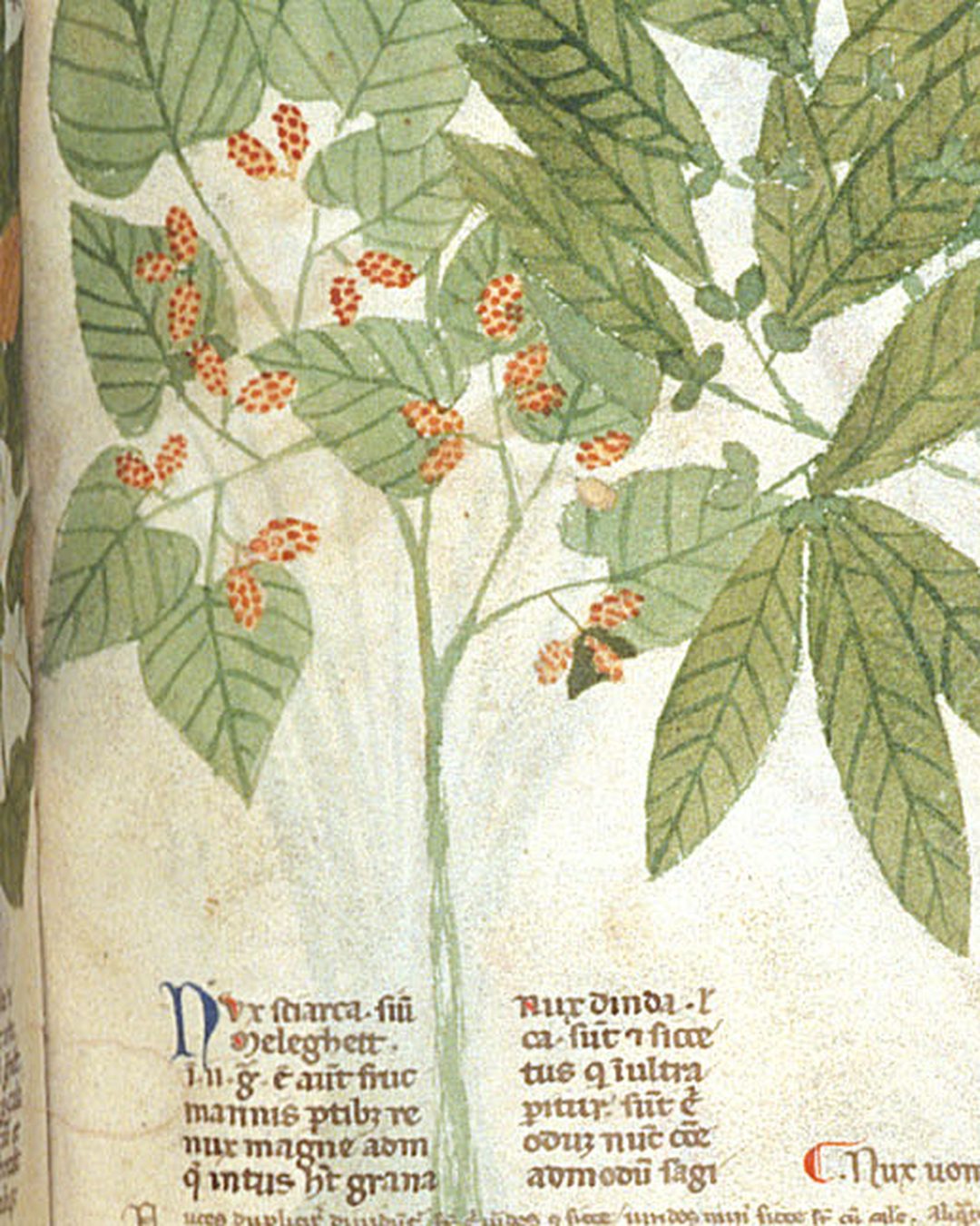 Um herbário italiano de por volta de 1300, o Tractatus de herbis: uma planta de folhas largas carregada de grãos vermelhos e, por baixo, a legenda «Nux sciarca, sive Meleghetta» (British Library, Egerton 747, f. 68r; Wikimedia Commons, domínio público).