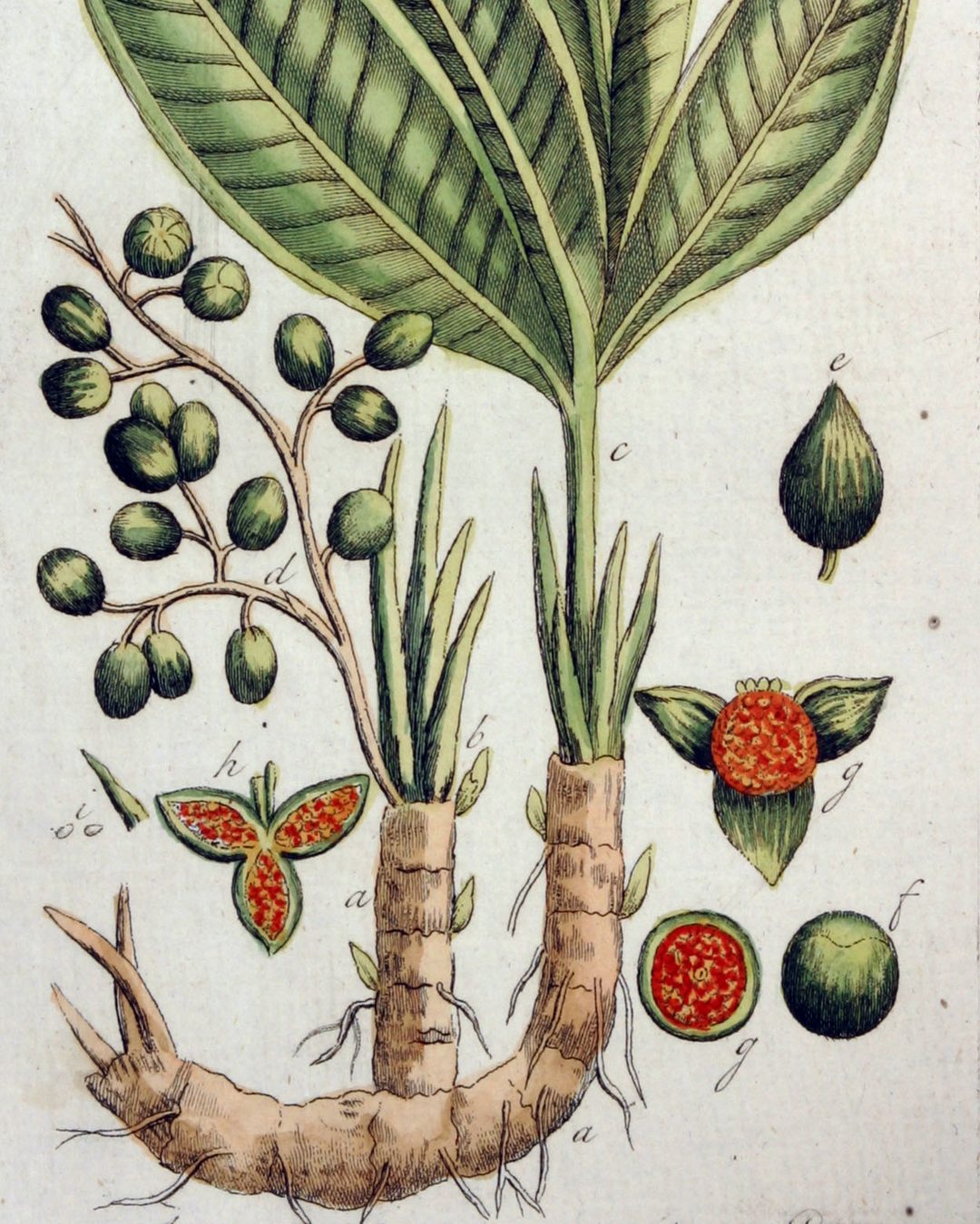 A planta da malagueta antiga numa gravura holandesa de 1813: as folhas, o rizoma e os frutos abertos com as sementes (Adolphus Ypey, Tab. 87; Wikimedia Commons, domínio público).