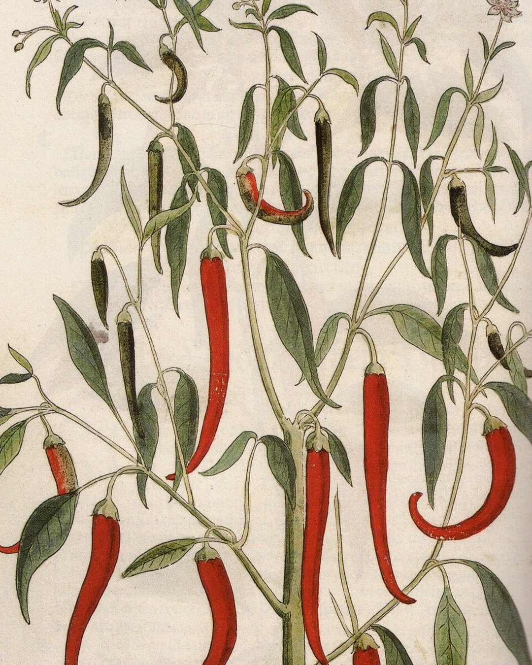 A pimenta americana no herbário de Leonhart Fuchs, Basileia, 1543, numa xilogravura colorida à mão: o botânico chamou-lhe «pimenta indiana», como se viesse da Índia (New Kreüterbuch; Wikimedia Commons, domínio público).