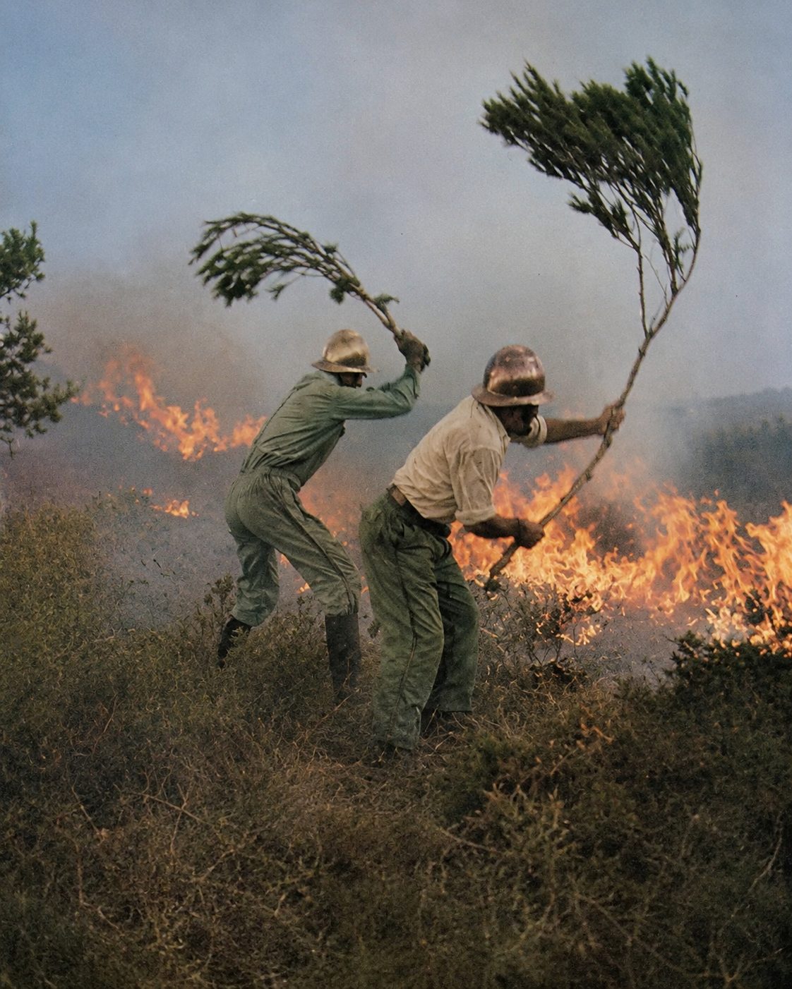 Dois homens batem o fogo com ramos verdes, na serra a arder. Em 1966 não havia em Portugal um único avião para combater incêndios: o fogo combatia-se assim, à mão.